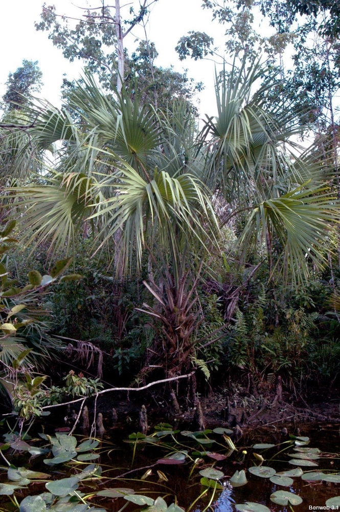 SABAL PALMETTO.jpg