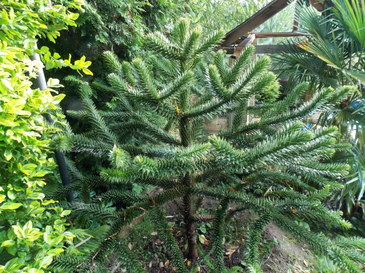 kepatmeretezes_hu_araucaria.jpg