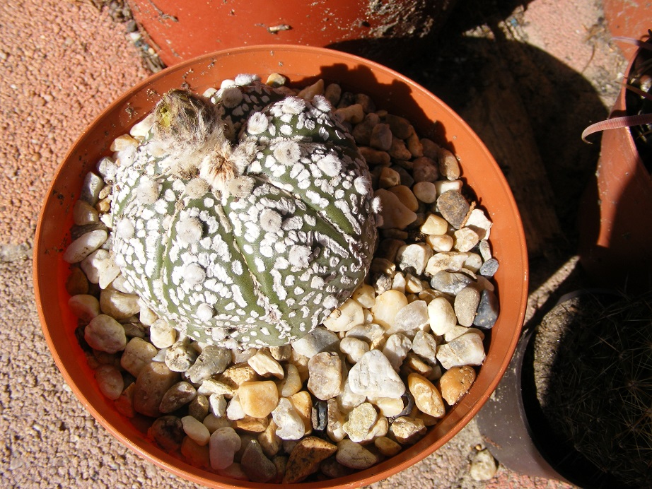 kaktusz1.jpg
