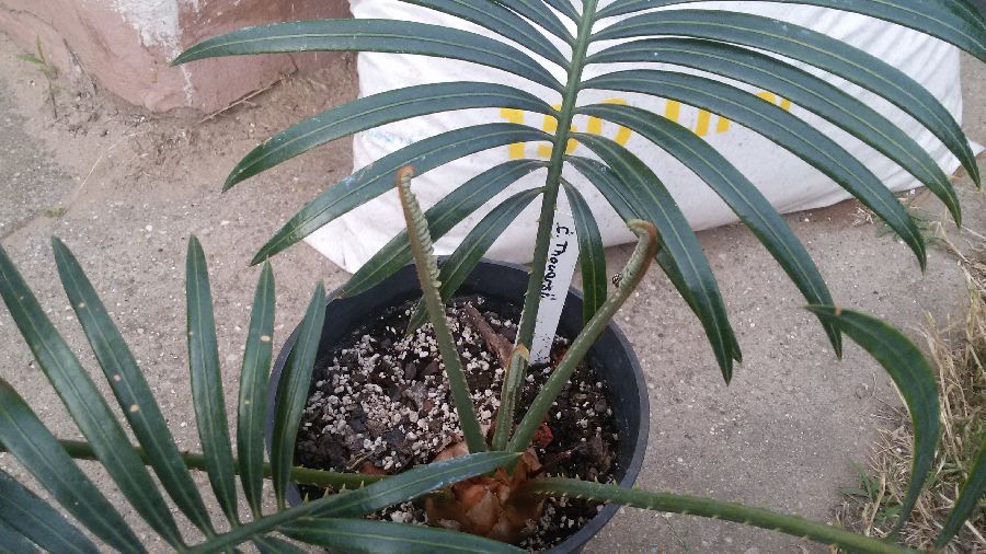 cycas thouarsii.jpg