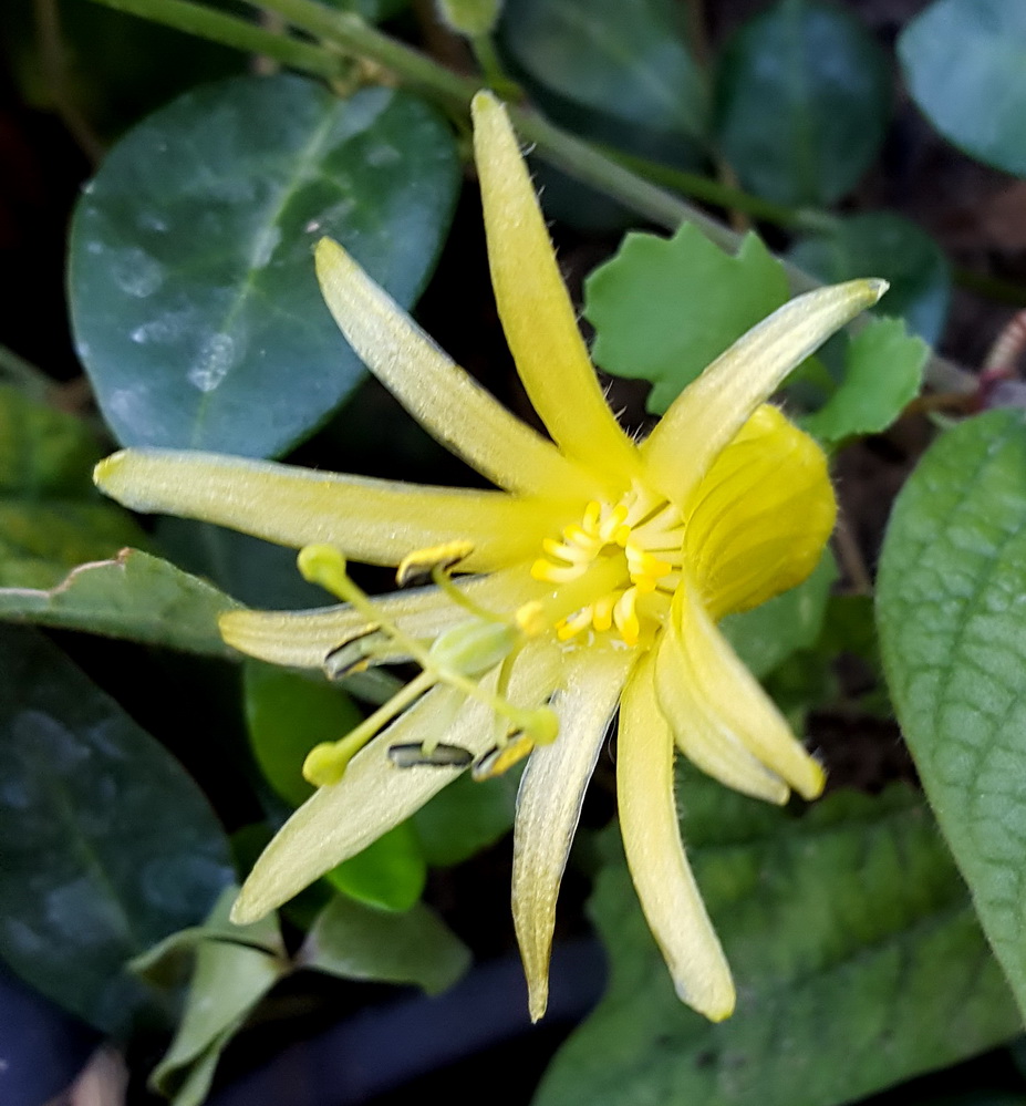 P. citrina.jpg