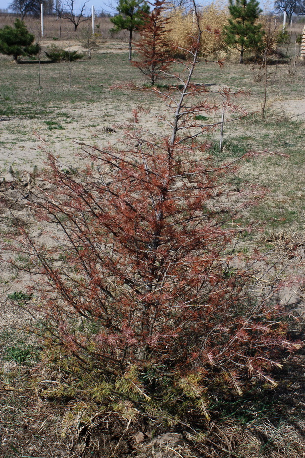 Cedrus deodara 120402.jpg