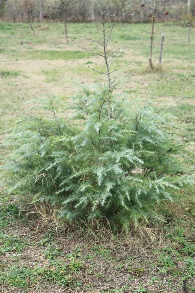 Cedrus deodara 131108 3.jpg