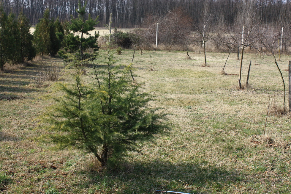 Cedrus deodara 150315 3.jpg