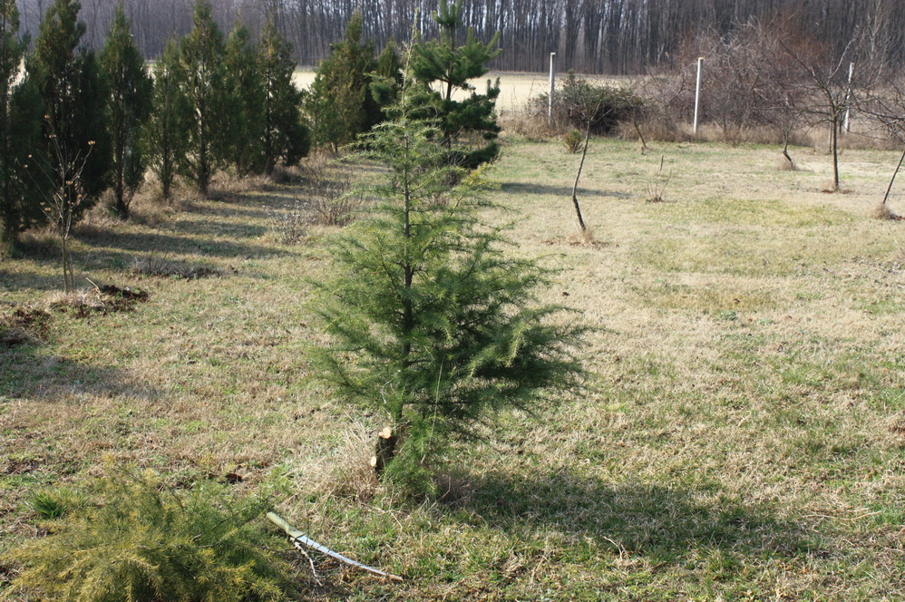 Cedrus deodara 150315 3 2.jpg