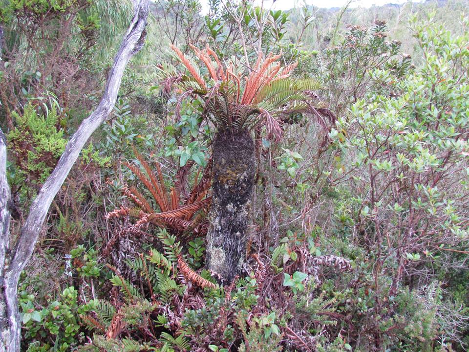 blechnum loxense.jpg