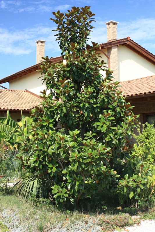 magnolia grandiflora 160908.jpg