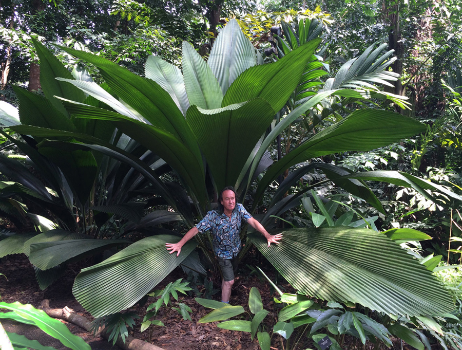 patrickblancinsidejohannesteijsmanniaaltifronsbotanicgardenssingaporeaug.2016.jpeg