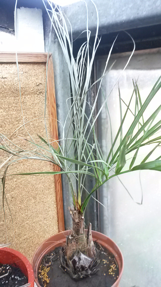 Butia2.jpg