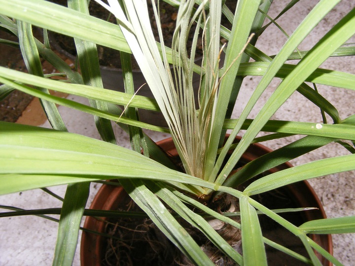 Butia 1.JPG