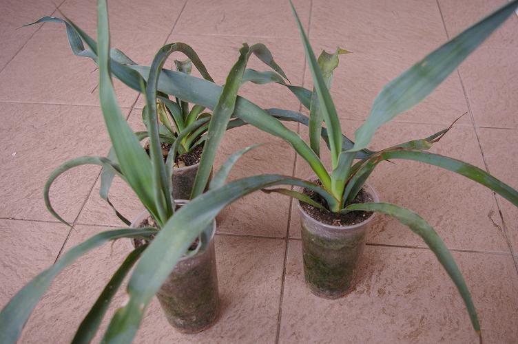 Hirdetni fortunei,yucca,filiféra 004.jpg