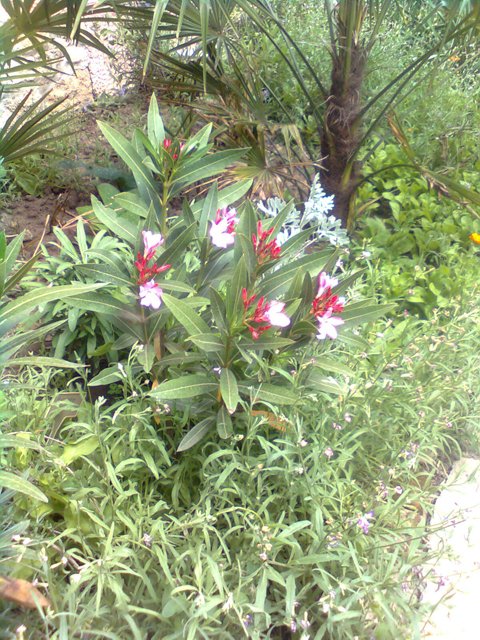 Nerium oleander 'Atlas', 2016 június.jpg