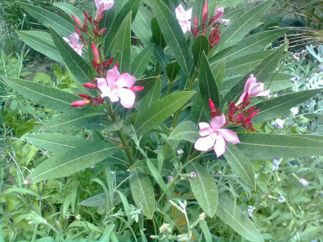 Nerium oleander 'Atlas', 2016 június 2.jpg