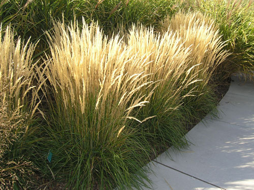 Calamagrostis x acutiflora Karl Foerster.jpg