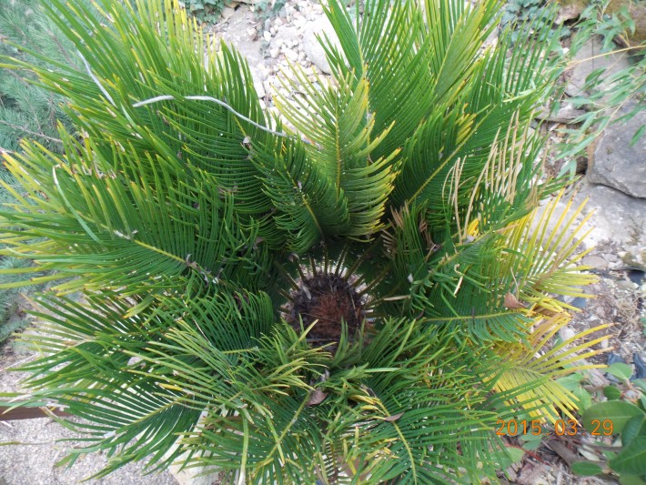 kepatmeretezes_hu_cycas.jpg