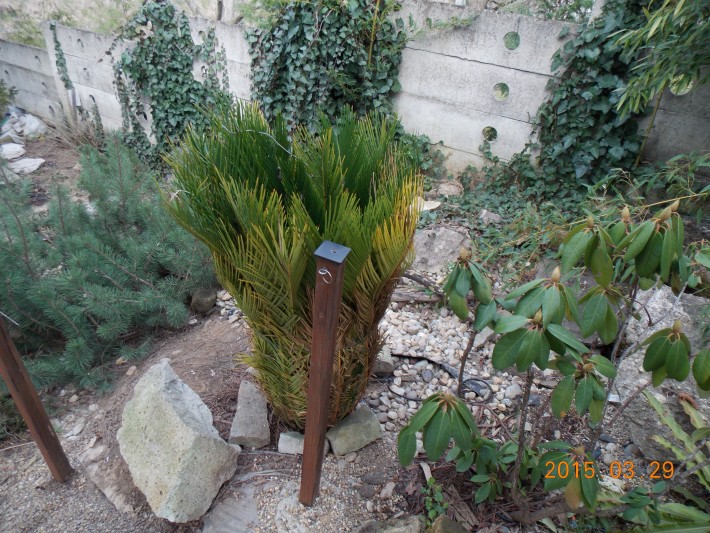 kepatmeretezes_hu_cycas2.jpg