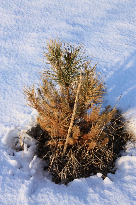 pinus pinea 170119 1.jpg