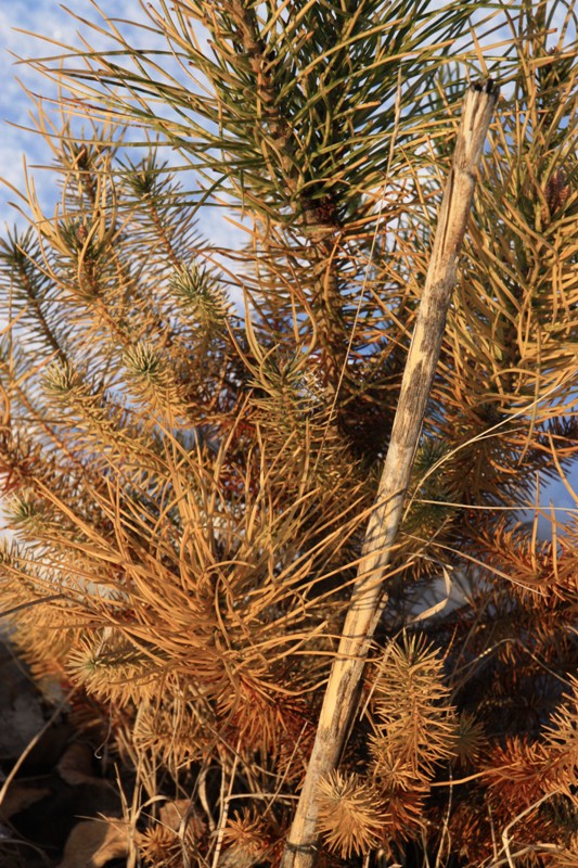 pinus pinea 170119 2.jpg