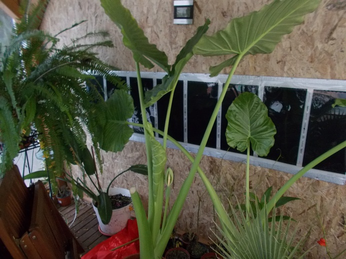 colocasia.JPG