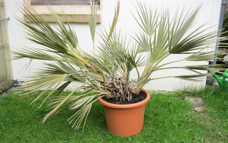 nannorrhops-ritchiana-mazaripalme.jpg