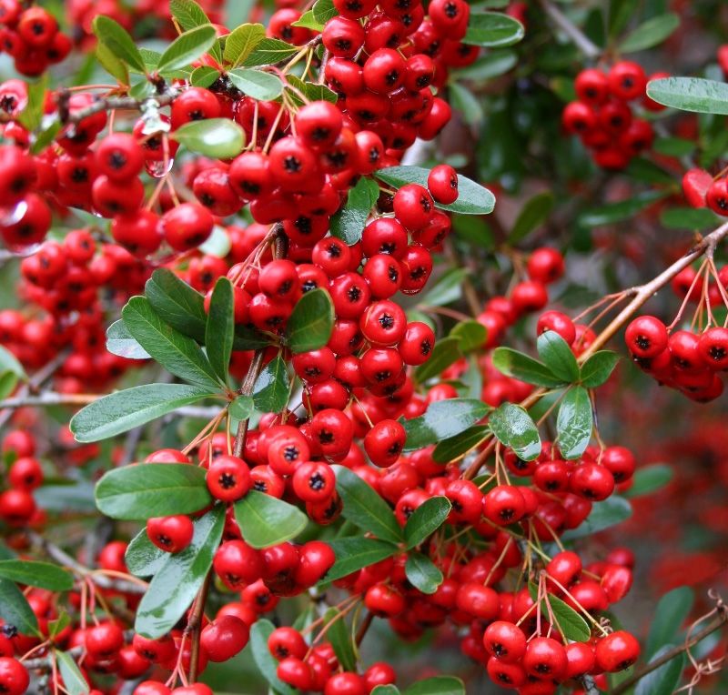 pyracantha-coccinea-red-column.jpg