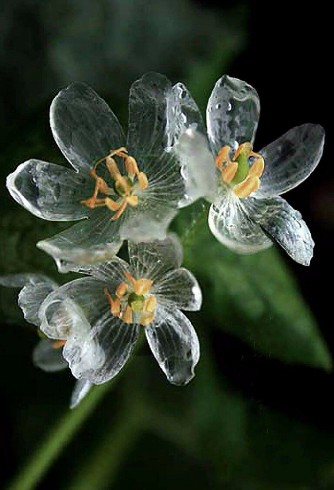 Diphylleia grayi.jpg