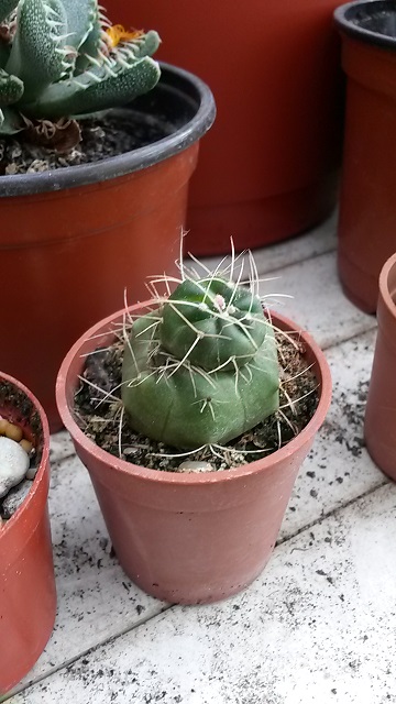 Kaktusz1.jpg