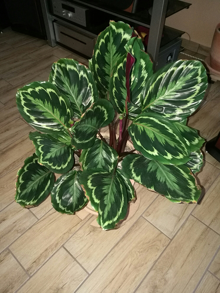 Calathea.jpg