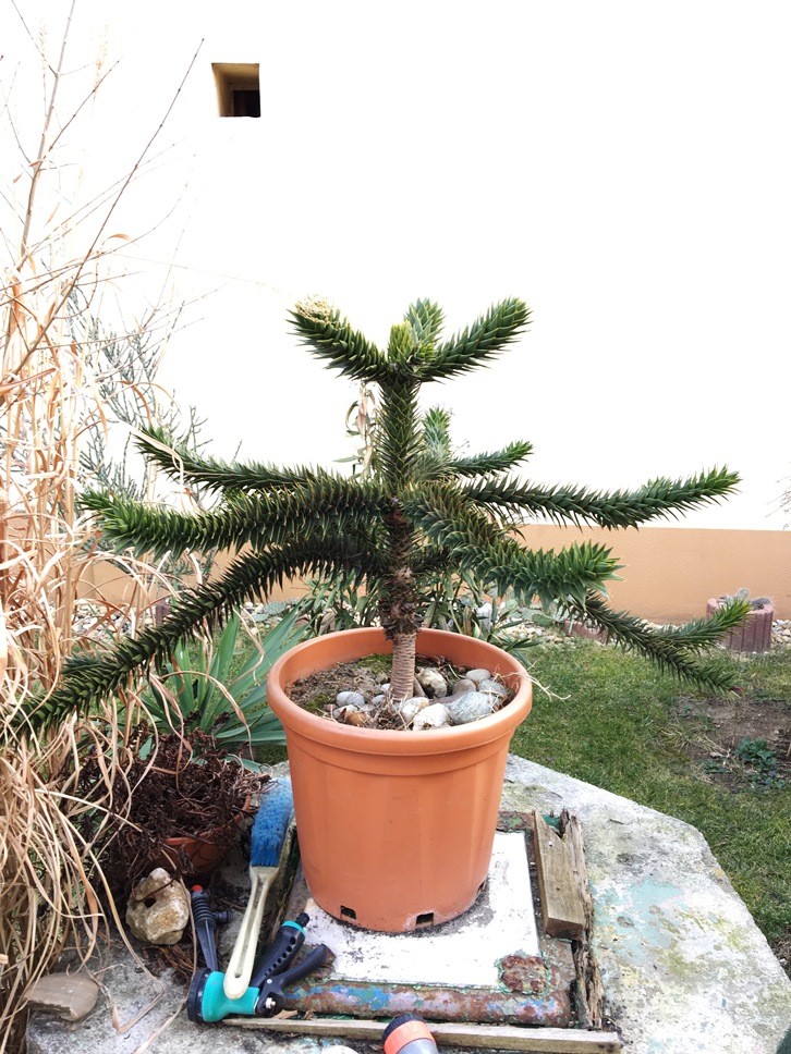 araucaria.jpg