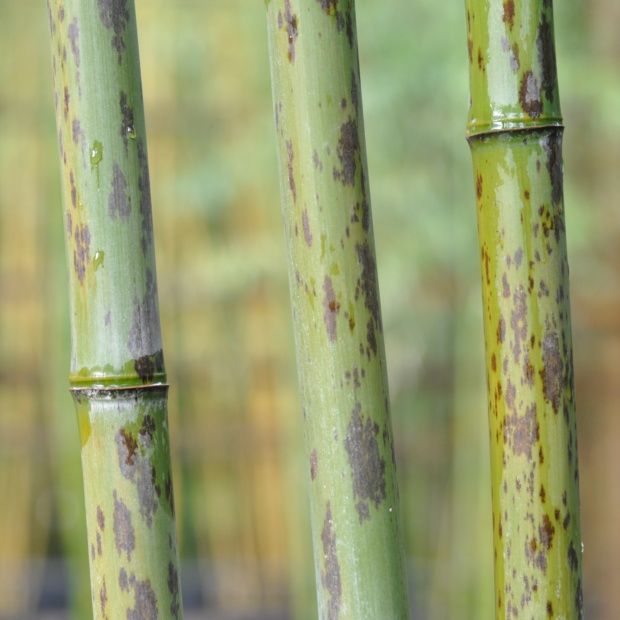 17617-bambou-geant-phyllostachys-nigra-boryana.jpg