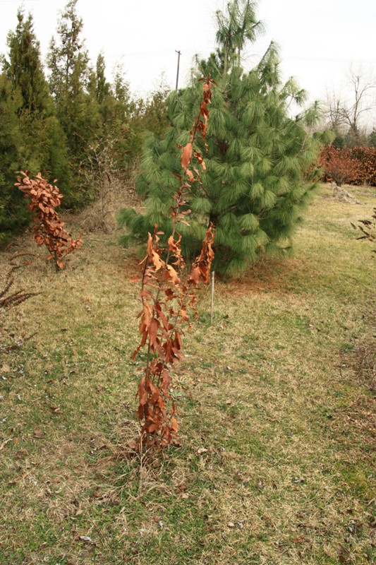 photinia serratifolia 170311.jpg