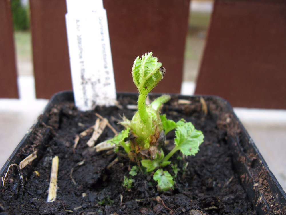 Gunnera tinctoria.JPG