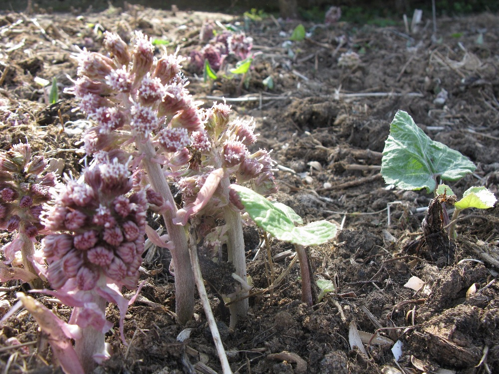 Petasites hybridus.JPG