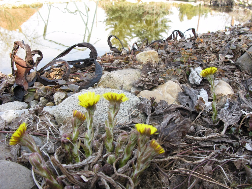 Tussilago farfara.JPG