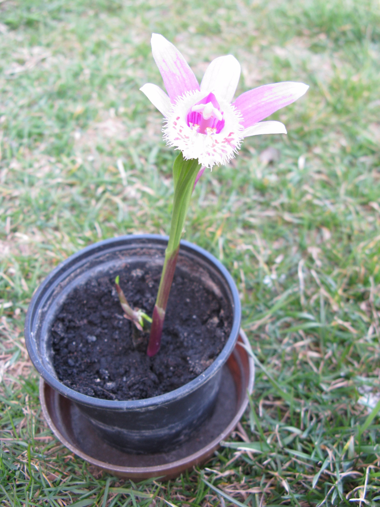 Pleione formosana.JPG