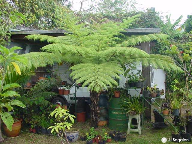 Cyathea_cooperi.jpg