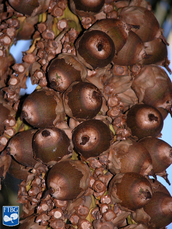 Attalea_71124C_fruit_ftg.jpg