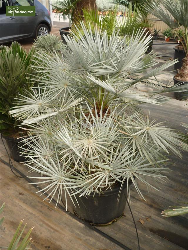 Chamaerops humilis 'Cerifera'_WP_.jpg