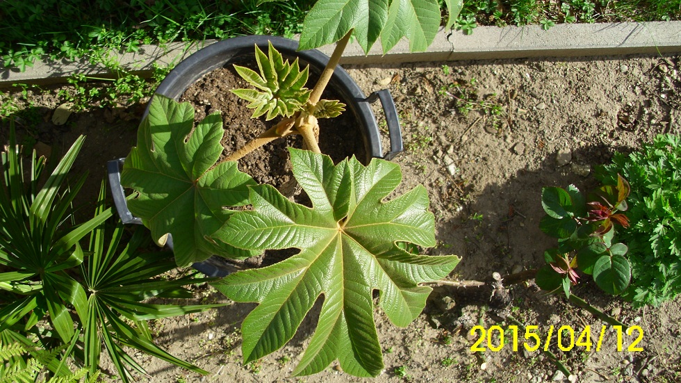 tetrapanax.jpg