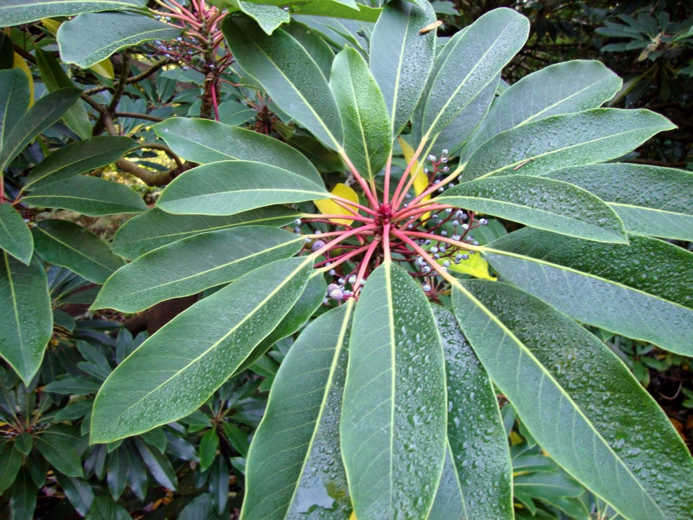 Daphniphyllum macropodum 1.jpg