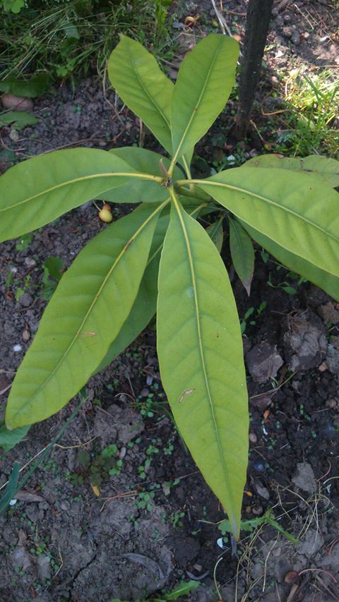 lithocarpus henryi.jpg