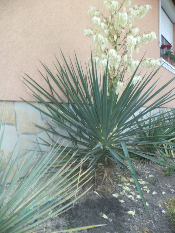 aloifolia x stricta.JPG