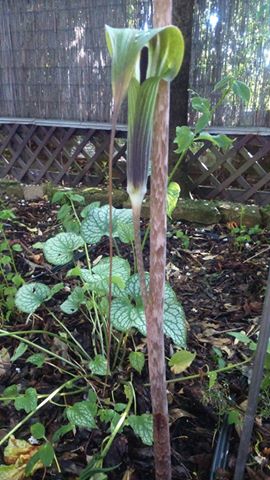 arisaema taiwan 1.jpg