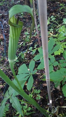 arisaema taiwan 2.jpg