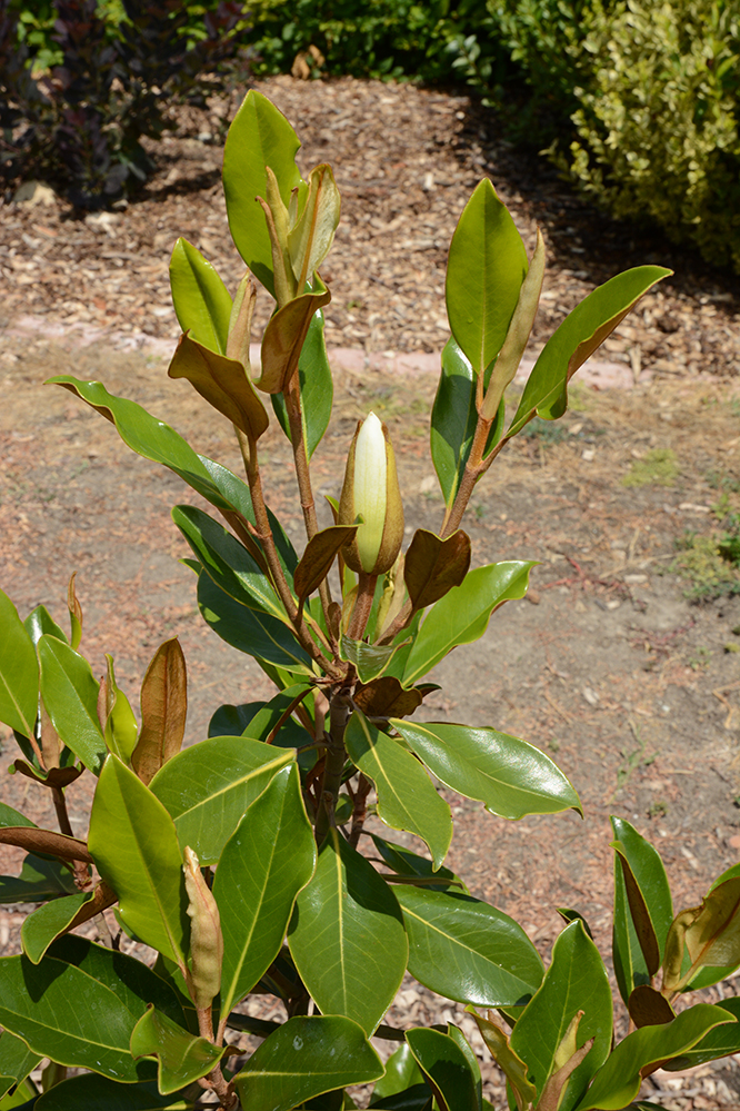 Magnolia1.jpg
