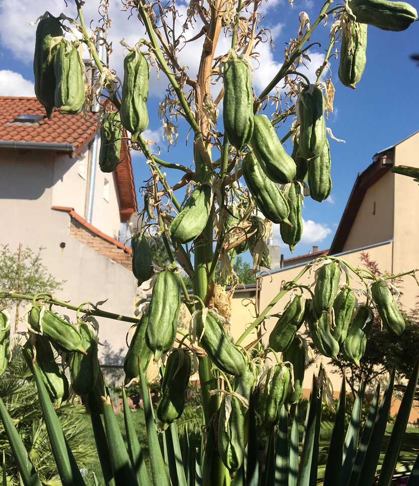 gloriosa x glauca crops.jpg