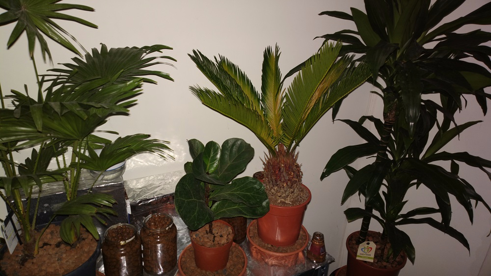 Cycas revoluta 2017-06-28-5930.jpg