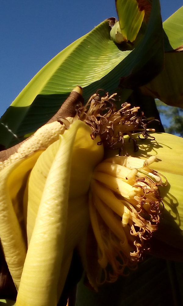 Banán termés.JPG