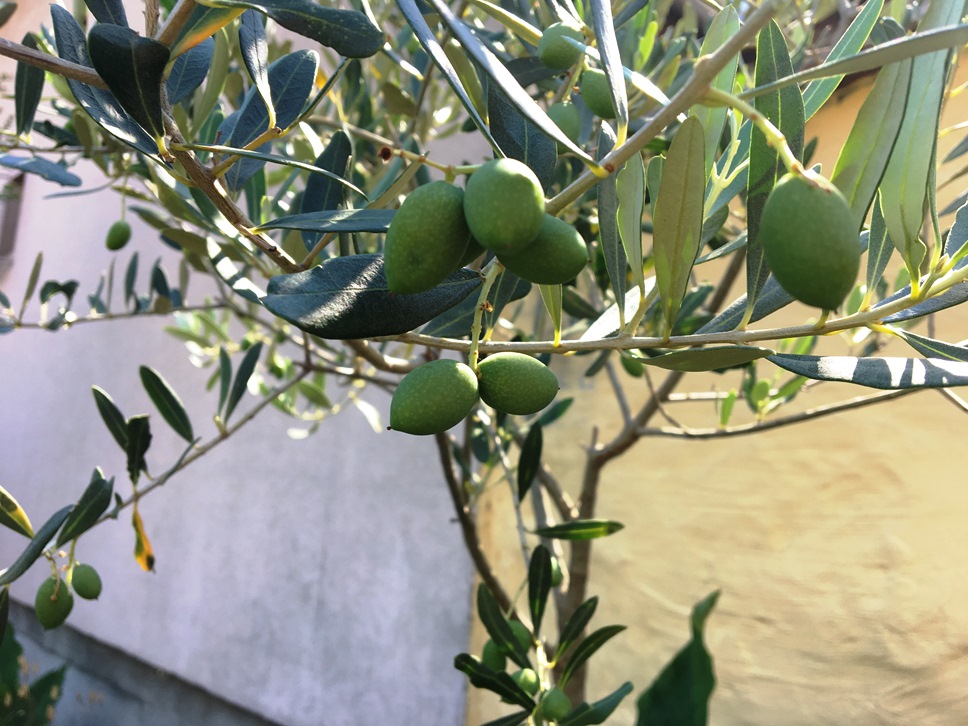 olive2.jpg