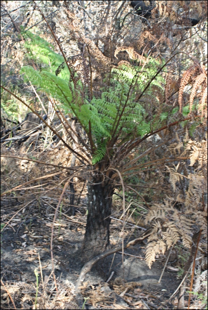 Cyathea australis bozóttűz után.jpg